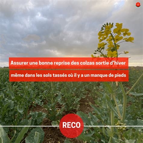 Comment Assurer Une Bonne Reprise Des Colzas En Sortie D Hiver