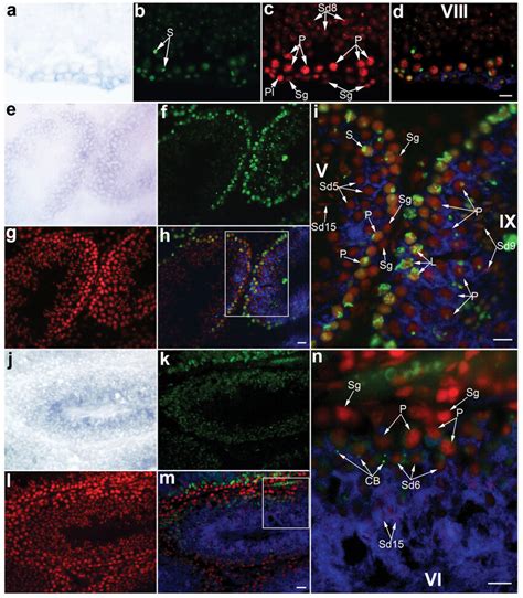 Localization Of Three X Linked Mirnas In Adult Mouse Testes Using