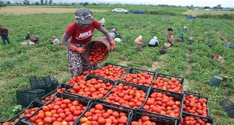 Bizim Torbalı TORBALI DA TARIM İŞÇİ ÜCRETLERİ BELİRLENDİ