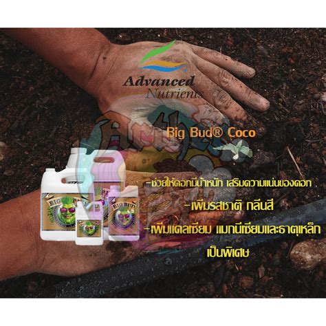 ปุ๋ยสำหรับมะพร้าว Big Bud® Coco ปุ๋ยเสริม สำหรับทำดอก บรรจุภัณฑ์แท้ ...