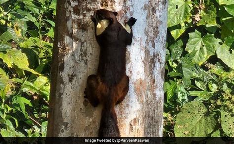 Forest Officer Shares Pic Of One Of Worlds Largest Squirrel Species