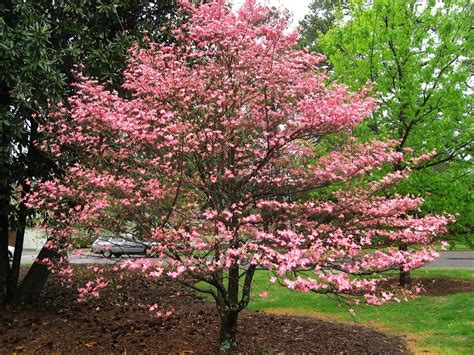 Everything You Need To Know About Dogwood Trees Planting Blooming And