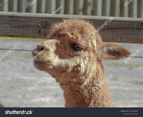 Sweet Alpaca Underbite Stock Photo 2220368081 Shutterstock