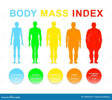 Ejemplo Del Vector Del índice De Masa Corporal Siluetas Con Diversos