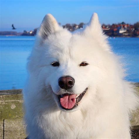 Hãy tìm hiểu chó Samoyed trước khi chọn mua và nuôi