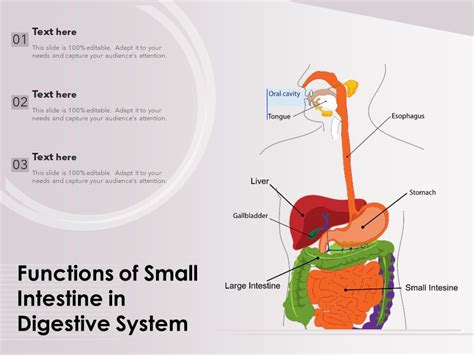 functions  small intestine  digestive system  powerpoint presentatio