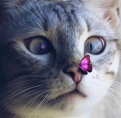 Perfect Moment Catch Of Cat And Butterfly Oddlysatisfying Beautiful