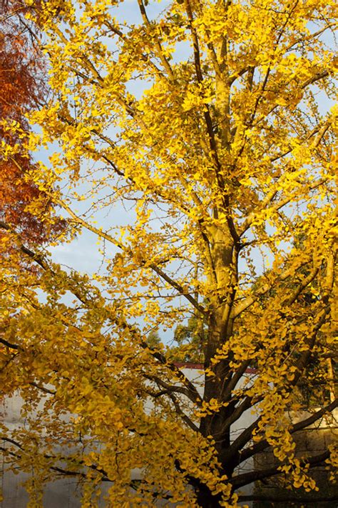 Plant Life: Ginkgos