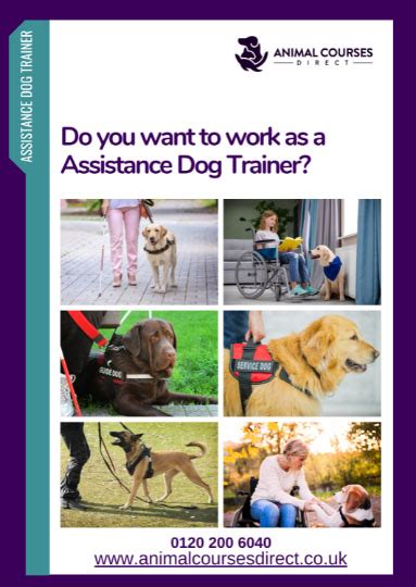 Level 3 Diploma in Assistance Dog Training | Animal Courses 
