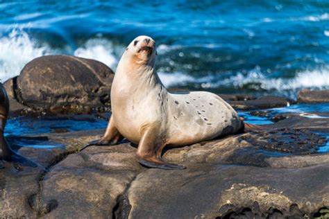 160 Sea Lion Sat On Rock Stock Photos Pictures And Royalty Free Images