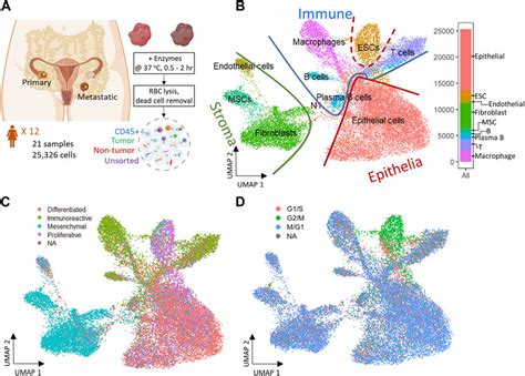 Frontiers Exploring The Tumor Micro Environment In Primary And