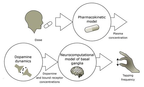 Finding Right Drug Balance For Parkinsons Patients AIP Publishing LLC