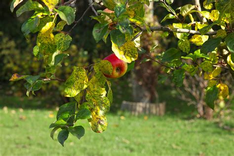 Kostenlose foto Apfel Baum Natur Ast blühen Frucht Sonnenlicht