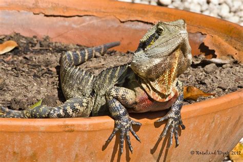 The Ultimate Guide to Bearded Dragon Water Fountains: Your Beginner's ...