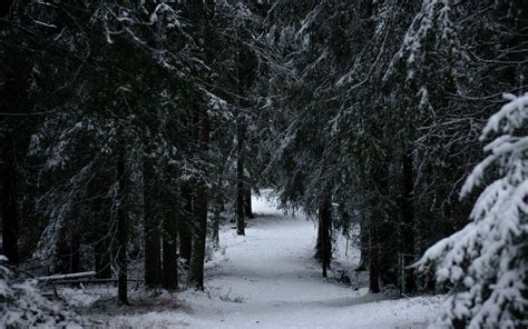 Winter Forest Desktop Wallpapers - Top Free Winter Forest Desktop ...