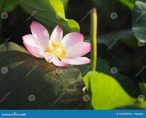 Plantae Indiana Loto Sacro Fagiolo Dell India Nelumbo Nelumbonaceae