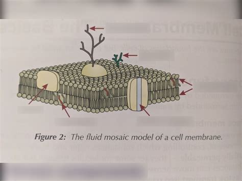 2b Cell Membranes Diagram Quizlet