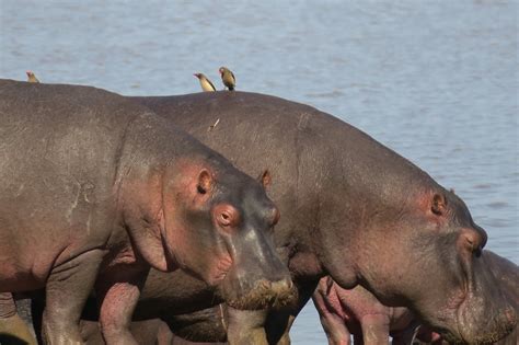 Le Parc National De Katavi Safari Tour Operator Tanzania Emotion