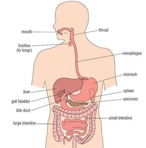 Location And Pictures Of Different Organs In The Abdomen