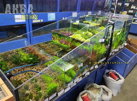 Живые водные растения для аквариума в интернет-магазине | Купить ...