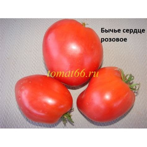 Бычье сердце розовое