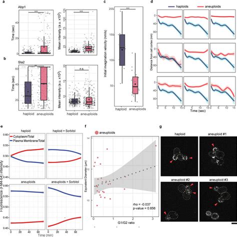 Aneuploid Cells Show Impaired Endocytosis But Not General Cell Cycle Or