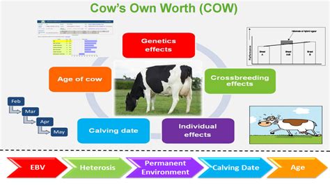 Cows Own Worth COW Synergising Data To Provide A New Tool To Aid