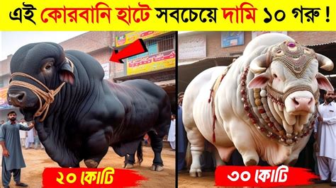 কোরবানির হাটের সবচেয়ে বড় ও দামি ১০ গরু😱 কোরবানির গরুর হাট ২০২৪