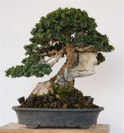 Img Wa Adictos Bonsai Flickr