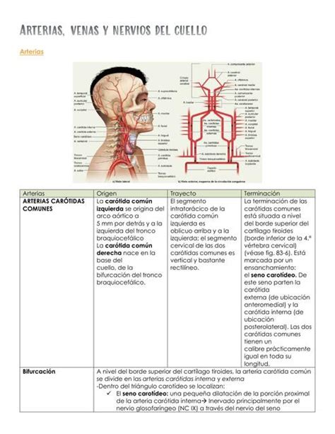 Arterias Venas Y Nervios Del Cuello Udocz The Best Porn Website