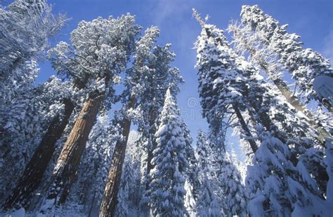 Redwoods Covered in Snow, Sequoia National Park, California Stock Image ...