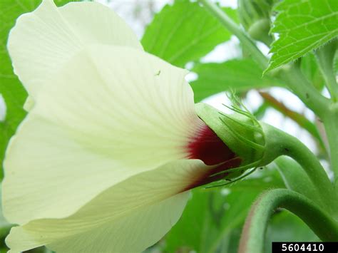 Okra Abelmoschus Esculentus L Moench