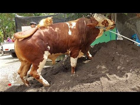 Semar GIRANG Sapi Monster Keluar Kandang Ndaru Farm Kroya Cilacap