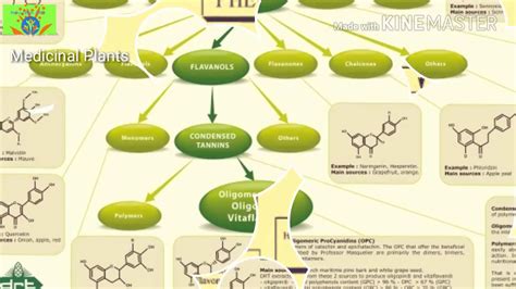 Phytochemicals types based on compounds natures - 1|| #Medicinal Plants ...