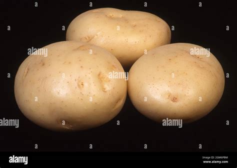 Potatoes Coliban Solanum Tuberosum Solanaceae Stock Photo Alamy