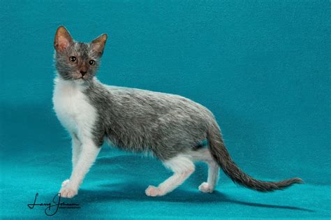 Our Lykoi | Lykoi Kitten