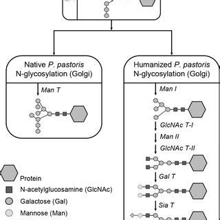 (PDF) Genome-scale metabolic model of Pichia pastoris with native and humanized glycosylation of ...