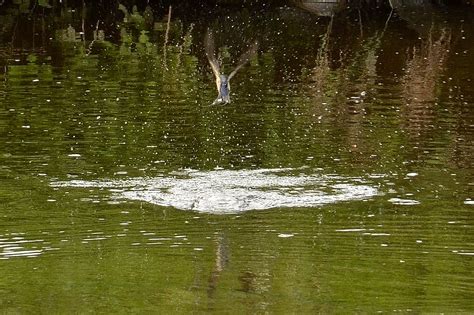 Swallow Rotten Calder Milheugh Falls Blantyre James Brown Flickr