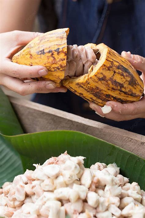 Um Fazendeiro Segurando Grãos De Cacau Recém Colhidos Fundo Gourmet De