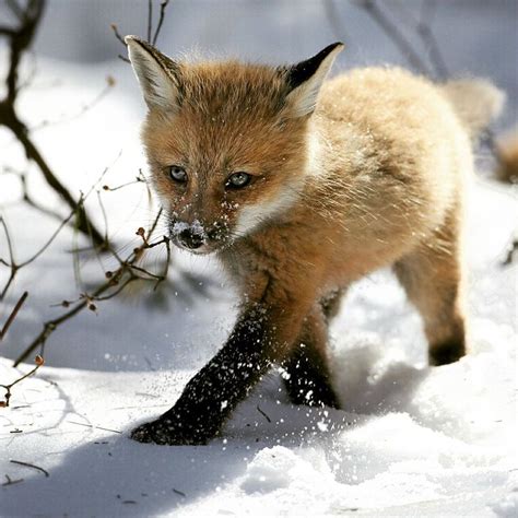 Stunning Winter Fox Photos Thatll Make You Fall In Love With Foxes