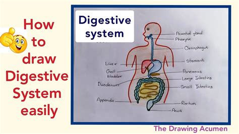 How To Draw Human Digestive System Step By Step For Beginners In Easy Way Youtube