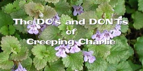 What to Do About Creeping Charlie Weed Control