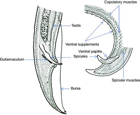 10 Male Sexual Characteristics Of Soil Nematodes Download Scientific