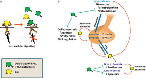 Figure 1 From Use Of Prolactin Receptor Antagonist To Better Understand