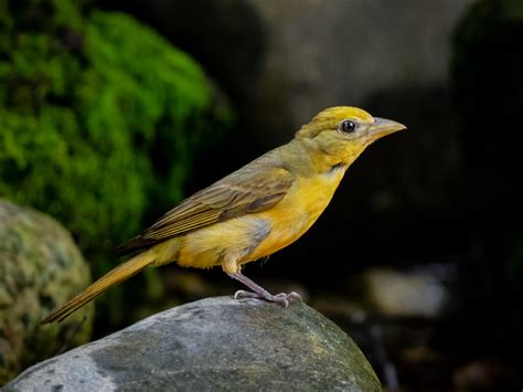 Summer Tanager Owen Deutsch Photography