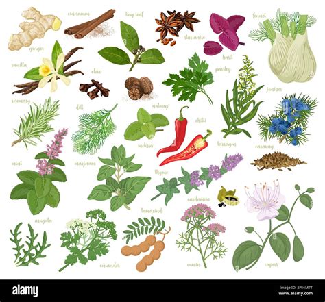 Herbs And Spices Collection Stock Vector Image Art Alamy