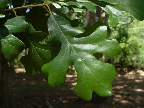 17 Types of Florida Oak Trees (Pictures and Identification)