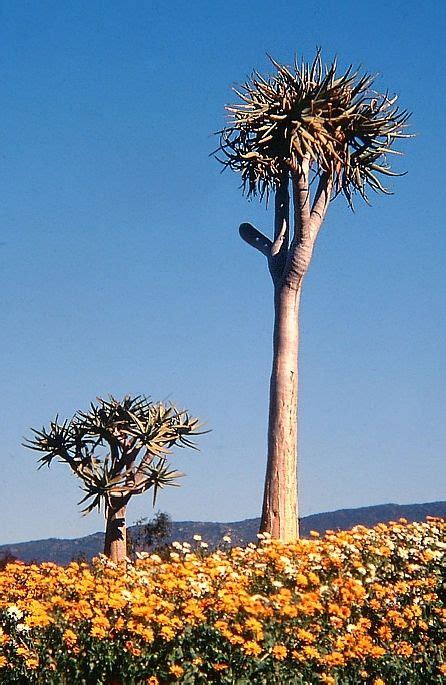 Flower African Savanna Plants - Pets Lovers