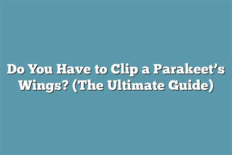 Do You Have To Clip A Parakeets Wings The Ultimate Guide