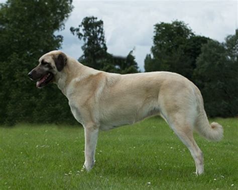 What is a Kurdish Kangal? (2024) - We Love Doodles